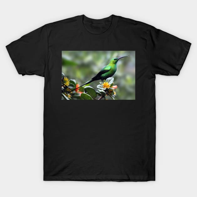 Malachite Sunbird, South Africa T-Shirt by scotch